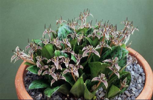 Scoliopus bigelovii